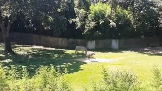 Zebra e avestruz no  Zool&oacute;gico de S&atilde;o Paulo. SP.Brasil.