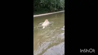 Biscuit escaped the canoe and swam for a while, short film!