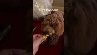 Dog First Popcorn #popcorn #dogshorts