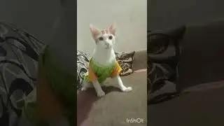 M3 cat house foster care