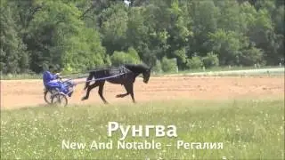 Рысистая лошадь - рысак Рунгва (New And Notable -- Регалия)