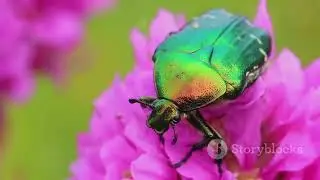 Secret Lives Unveiled: Journey into the Micro World of Insects | A Fascinating Exploration!