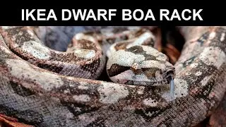 Ikea Dwarf Boa Rack