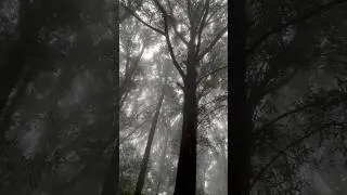 Kurinjal Trek | Monsoon Trek | Western Ghats | Kudremuka National Park | Kannada Song | Karnataka