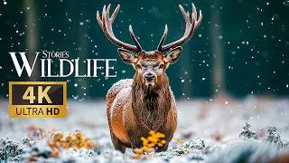 Nature&rsquo;s Gentle Wildlife Stories 4K 🐾 Marvelous Probing into Wildlife Behavior with Serene Piano
