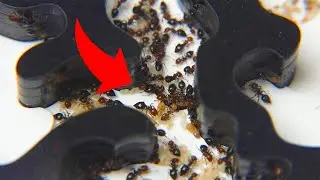 HUGE GROWTH! Crematogaster scutellaris Ant Colony