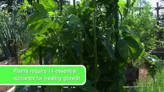 Gardening - Fertilizing Basics