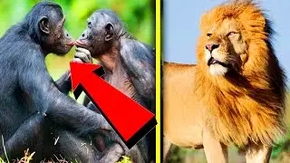 10 Animals That Are Bisexual ( Gay Animals )