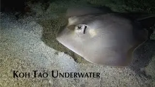 Koh Tao Underwater Video