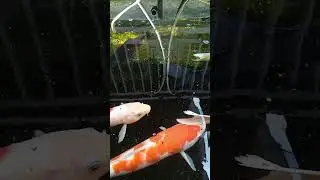 🌟A Simple Koi Pond, A Calm Life🐟 #aquascapegallery #koifish #fish #koi #aquarium