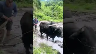 Unique plowing of rice fields with cows #farming #shorts