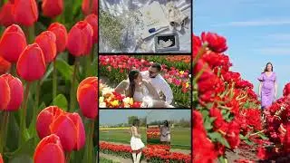 Tulip Fields Photography in Netherlands