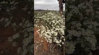 Spring is slowly arriving, and the flowering Olearia pimeleoides (Pimelea Daisy Bush Lights the land