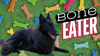 Giving Dogs Bones: How I Adapted My Dog to Eat Large Bones