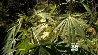 Few Legal Consequences For Growers Gaming California Marijuana Laws