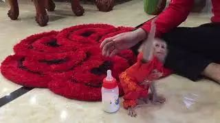 Baby monkey learns to drink milk, eat cucumber, baby monkey is obedient and lovely
