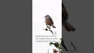 Song Sparrow with morning melodic sweet chirping. #shorts #subscribe #wildlife #nature #birdwatching