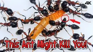 UPDATE: Tetraponera Rufonigra the Slender Killer