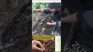 Ein Experiment mit Kartoffeln