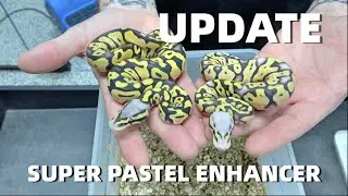 Super Pastel Enhancer And Enhancer Crypton Ball Python Clutch Update!