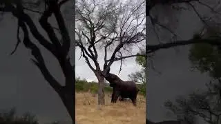 INCREDIBLE ELEPHANT BREAKING A TREE !!!!!!😄😯😯😯😯