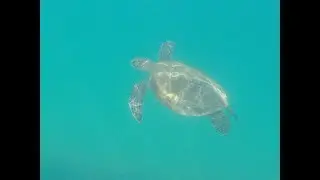 Swimming with Turtles in Oman