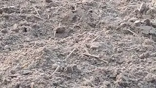 New Holland 3037💙#viralvideo
