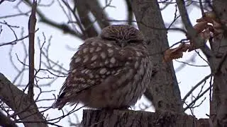 Stunning Little Owl in Madrid - Steenuil - Mochuelo europeo