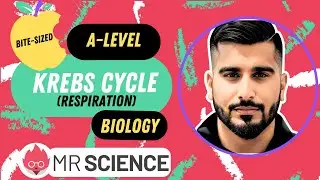 Krebs Cycle | Respiration | Bite-sized | A-level Biology | Mr Science