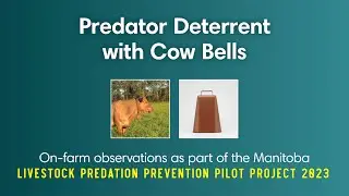 Manitoba Livestock Predation Prevention Pilot Project - Cow Bells