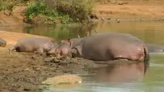 SOUTH AFRICA sunset dam, Kruger national park (hd-video)