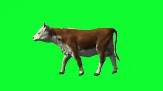 Cow walking#Animation#green screen cartoon making idea