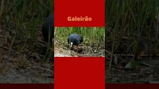 P&aacute;ssaro Galeir&atilde;o comum