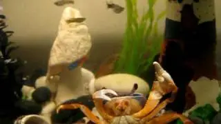 Clawdius!!!!!!!!