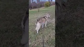 Wolf reaction to repair man coming.  Always on guard