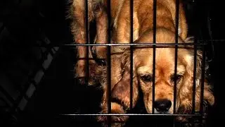 Advice from the BBB to avoid puppy scams