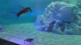 Jul6 Penguin speed