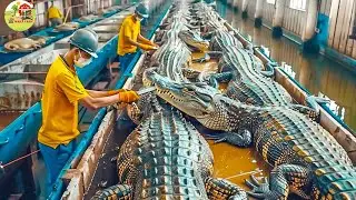 Amazing Crocodile Farming Technology - Crocodile Meat Processing at Factory - Crocodile Farm