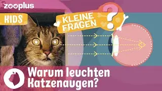 Warum leuchten Katzenaugen im Dunkeln? | zooplus Kleine Fragen | Inhalt f&uuml;r Kinder