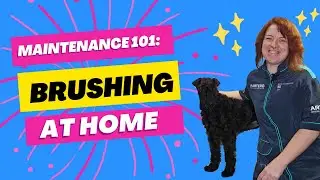 How To: Properly Brush Out Your Dog&rsquo;s Coat