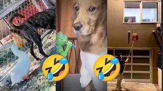 You Laugh, You lose (5 Minute Meme Compilation)