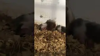 Bagong Breeder ng Mice ni PHA may Cheek Pouch katulad ng mga Hamsters?