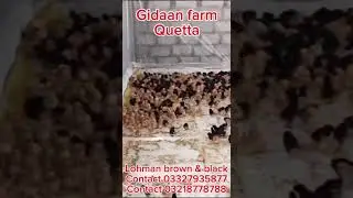 Lohmann Brown & Black Chicks available for Sale