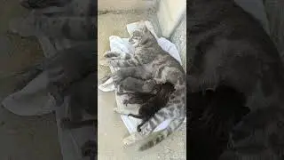New the best cat videos that are interesting and much loved, kittens videos😻