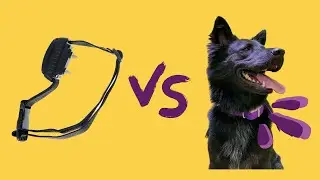 What's the Difference Between BravoWalk and an E Collar?