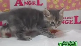 ミックス 猫（Mix）2010036 【ペットショップエンゼル　子犬・子猫販売】