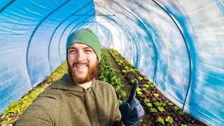How to grow lettuce in the fall and winter in under 5 minutes (cold weather home garden and market)
