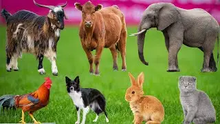 Еда для сельскохозяйственных животных: корова, овца, лошадь, тигр, кошка, собака, свинья, обезьян...
