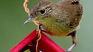 This Place is For the Birds by Joyce (Joy) M. Kiser