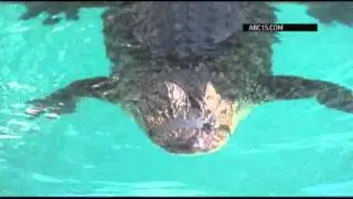 Gator Learning to Move With Prosthetic Tail